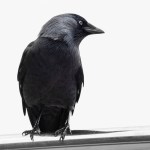 Richard Ford, Jackdaw