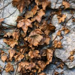 Richard Ford, Dried Ivy Leaves